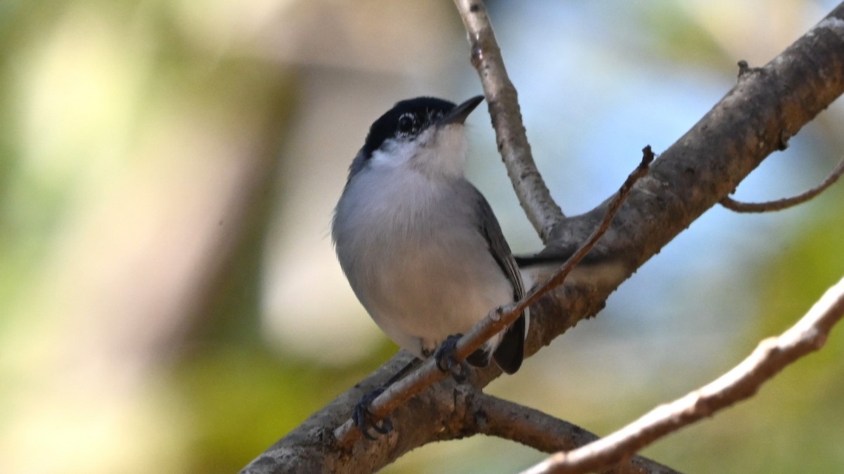 ホオジロズグロブユムシクイ - ML646205562