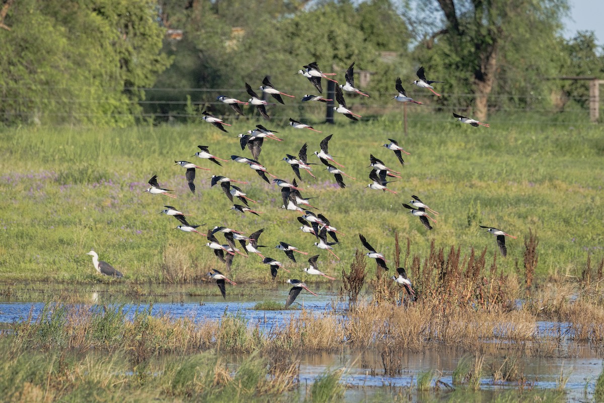 Pied Stilt - ML646205563