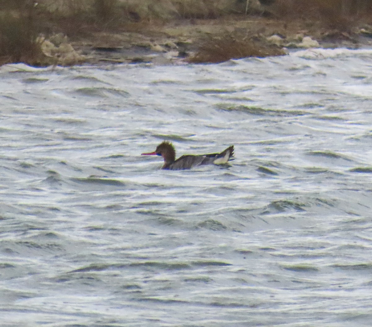 Red-breasted Merganser - ML646205565