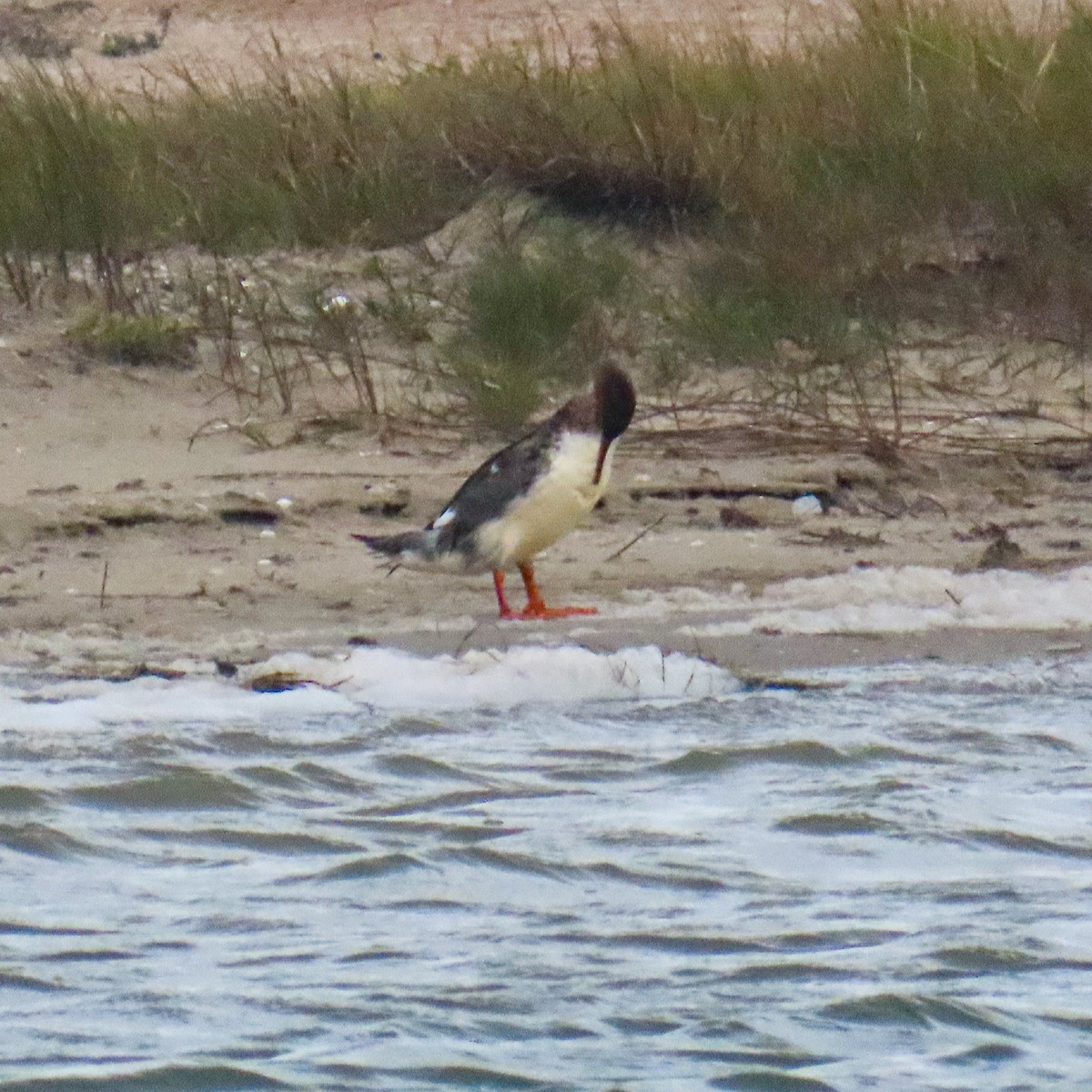 Red-breasted Merganser - ML646205566