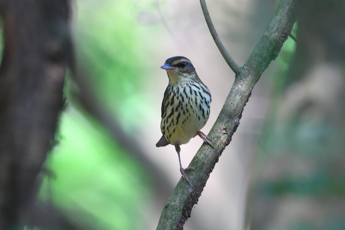 Northern Waterthrush - ML646205574