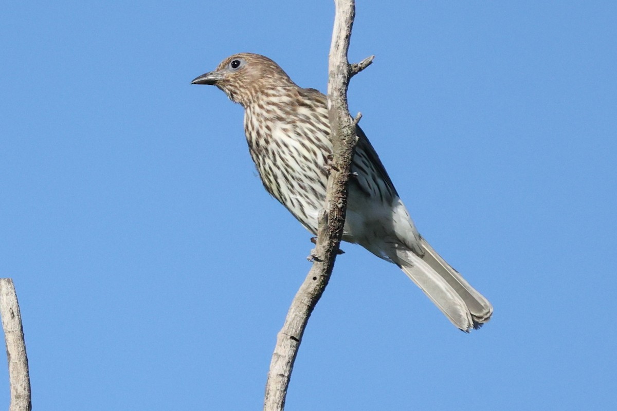 Australasian Figbird - ML646205592
