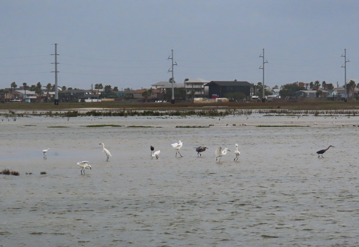 Reddish Egret - ML646205593