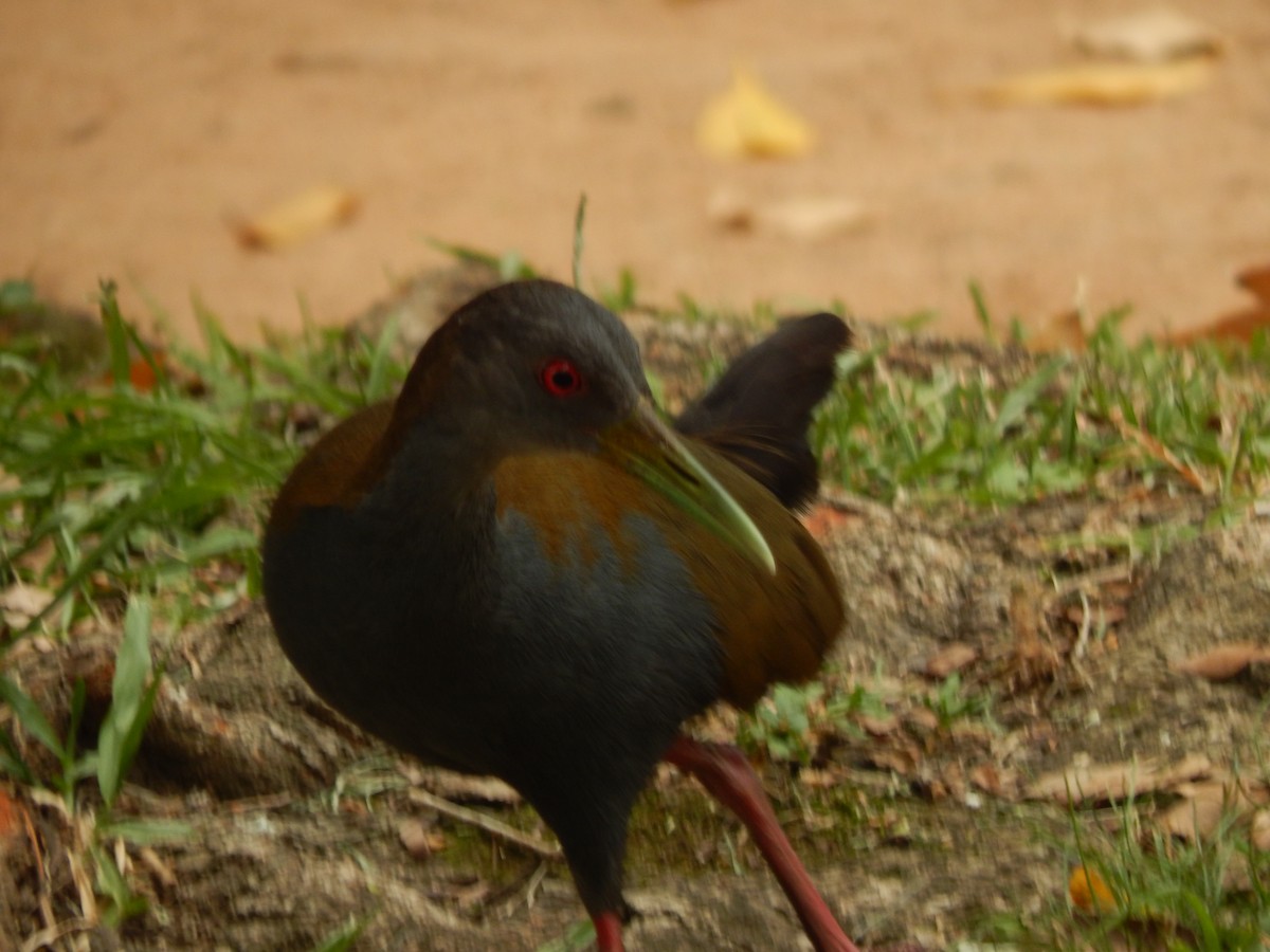 Пастушок парагвайський - ML646205595