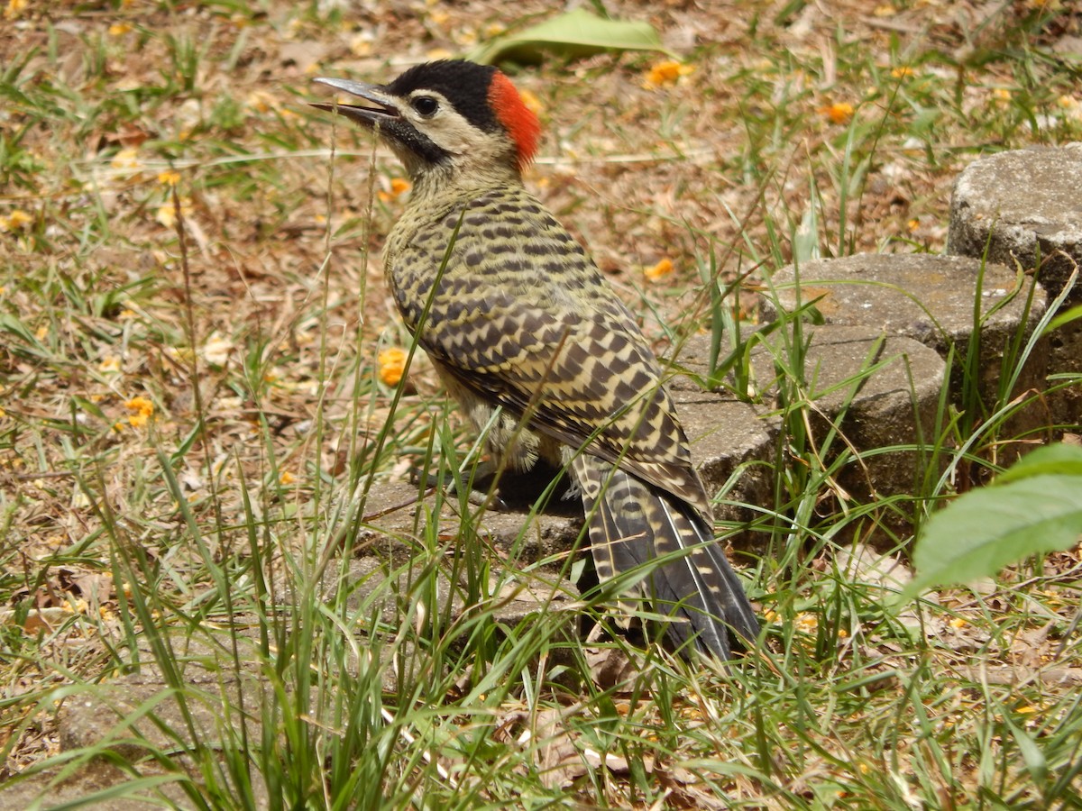 Декол плямистоволий - ML646205596