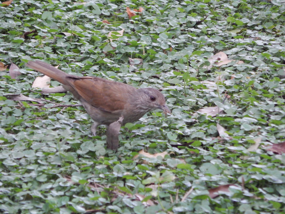 Дрізд світлогрудий - ML646205597