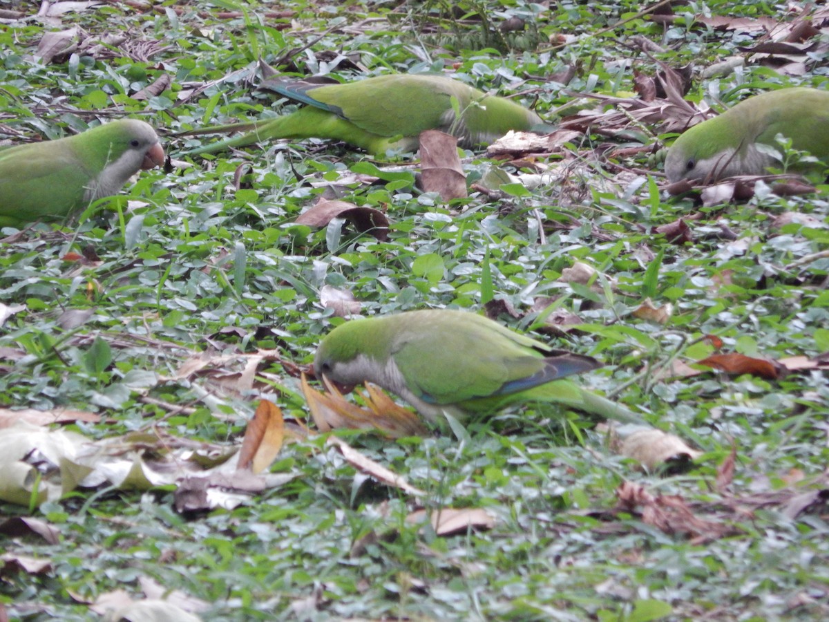 Калита сіроволий - ML646205599