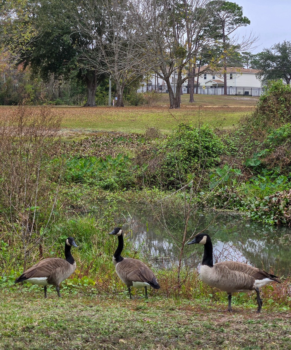 Казарка канадська - ML646205600