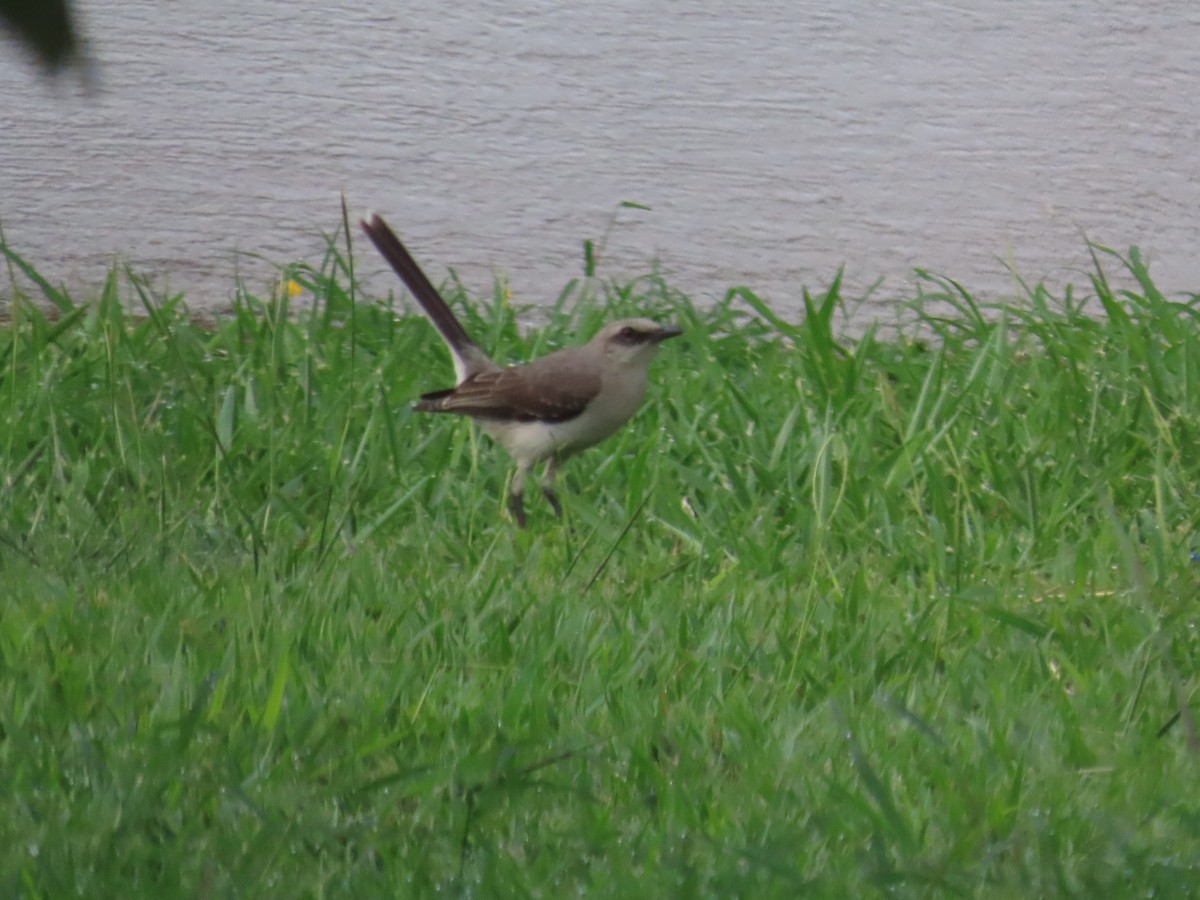Пересмішник сивий - ML646205601