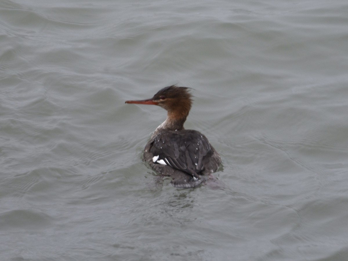 Крех середній - ML646205605