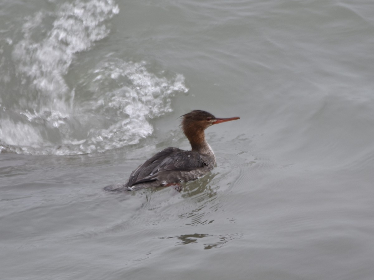 Крех середній - ML646205606