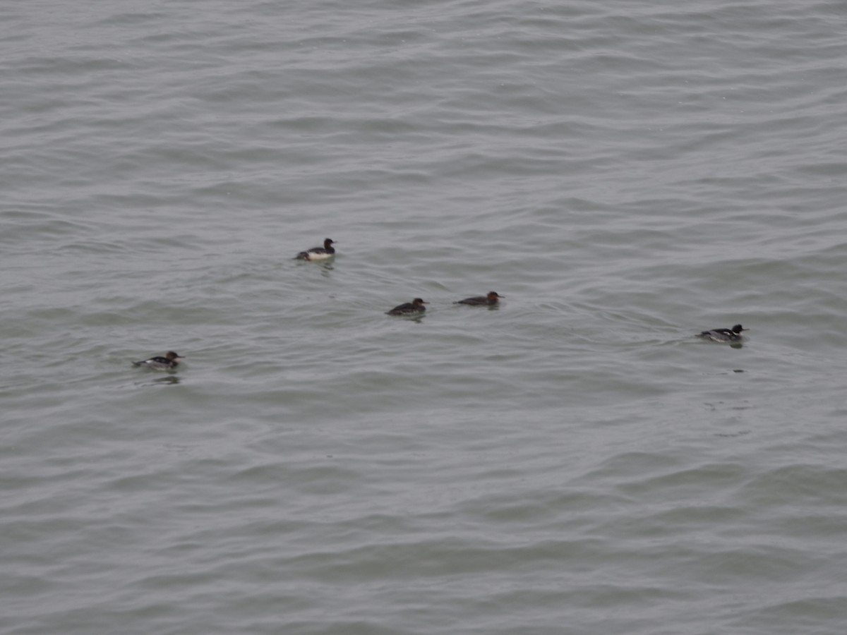 Крех середній - ML646205607