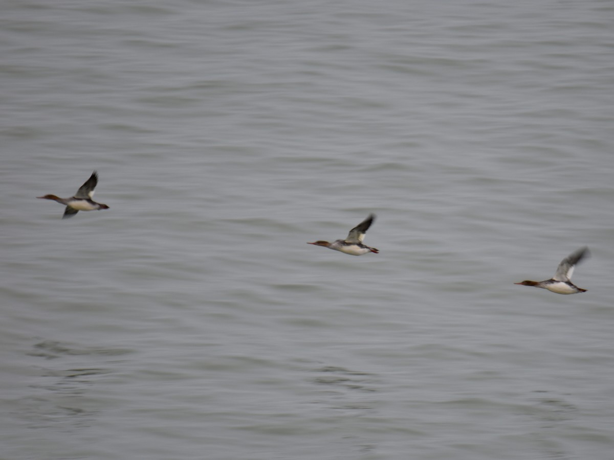 Крех середній - ML646205608