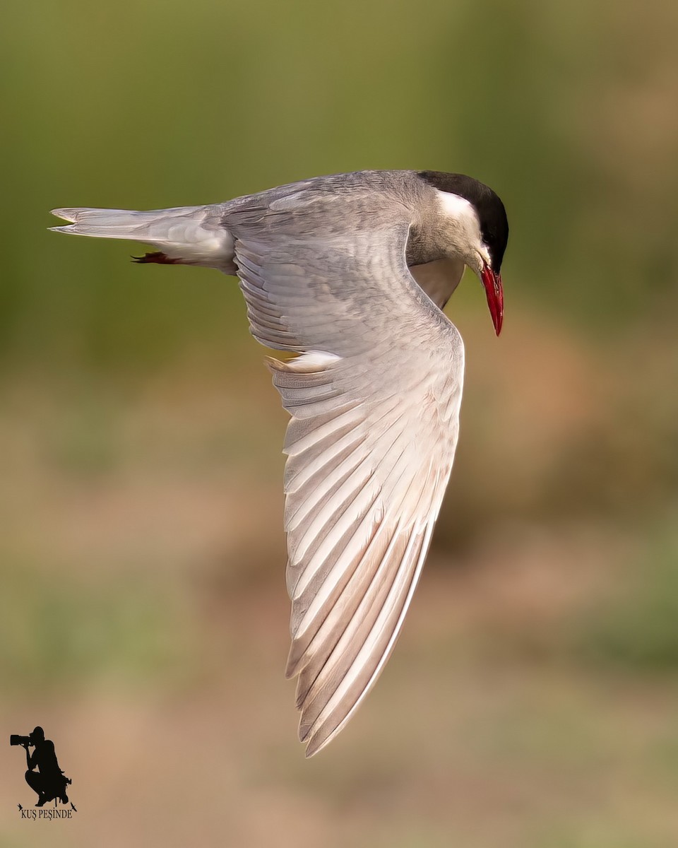 Крячок білощокий - ML646205609