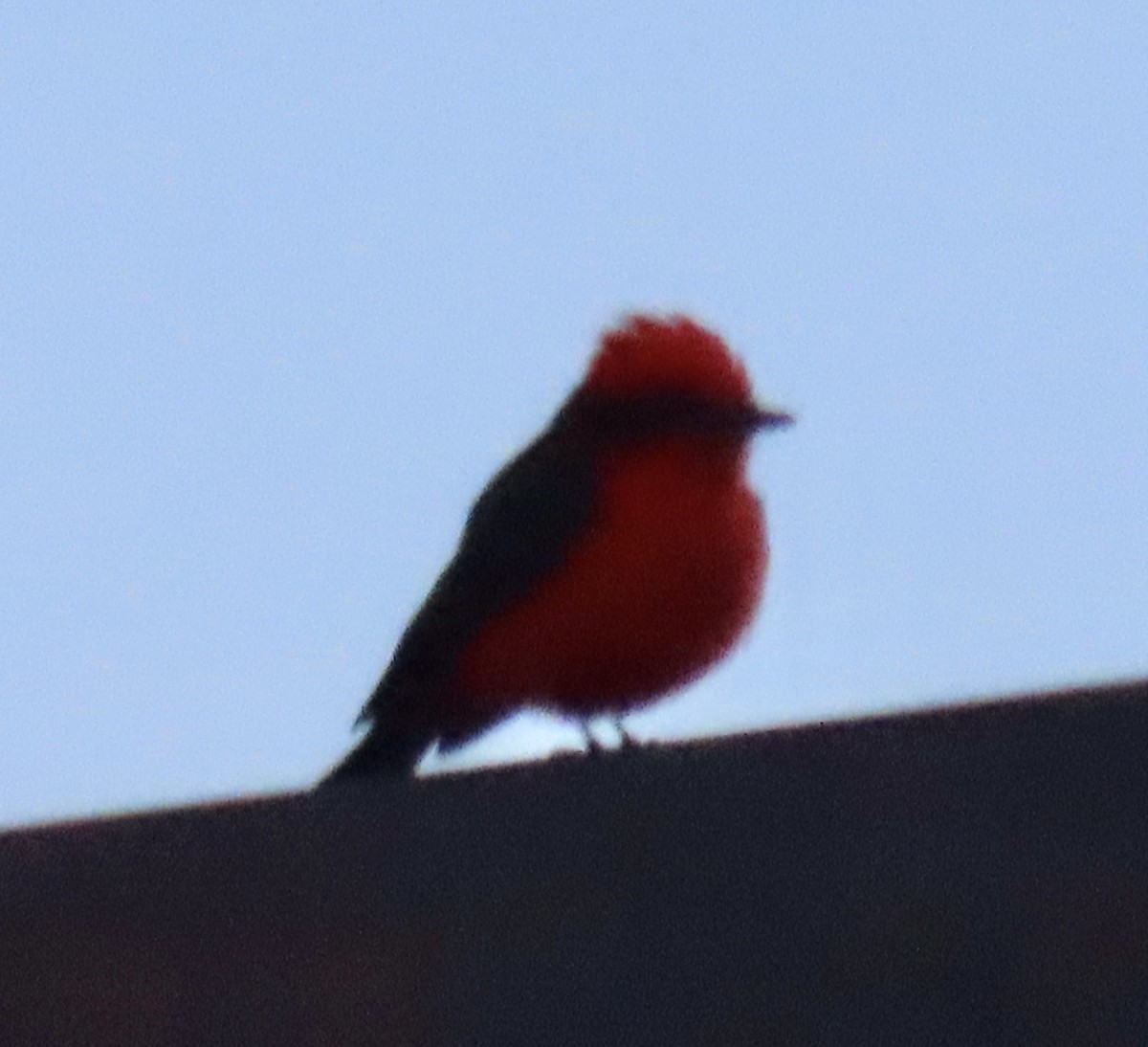 Москверо вогнистий - ML646205610