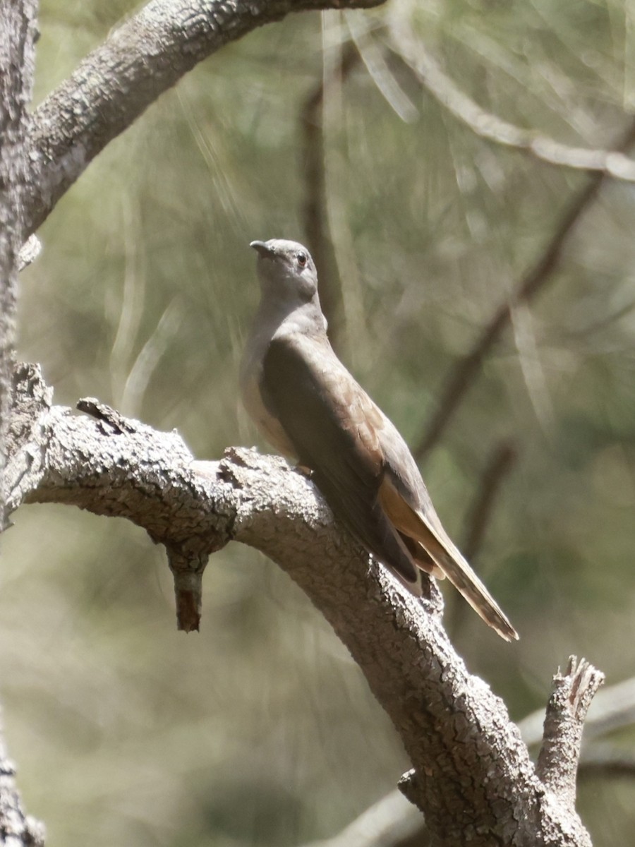 Кукавка австралійська [група variolosus] - ML646205611