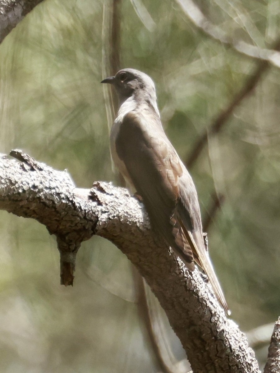Кукавка австралійська [група variolosus] - ML646205612