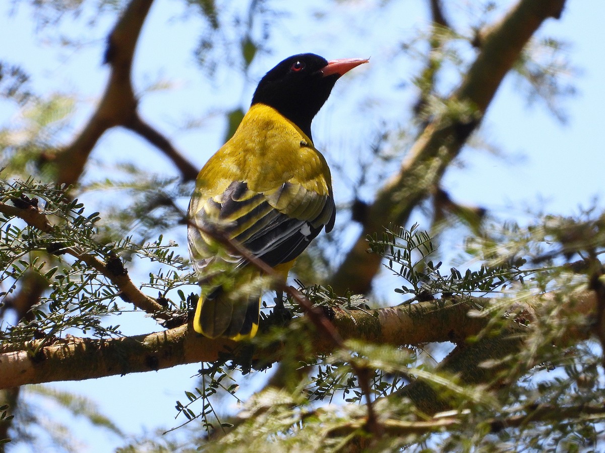 Вивільга південна - ML646205614