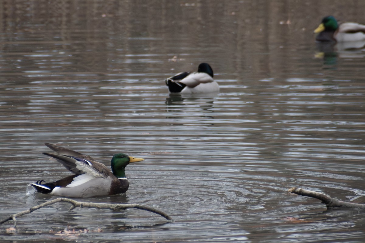 Крижень звичайний - ML646205615
