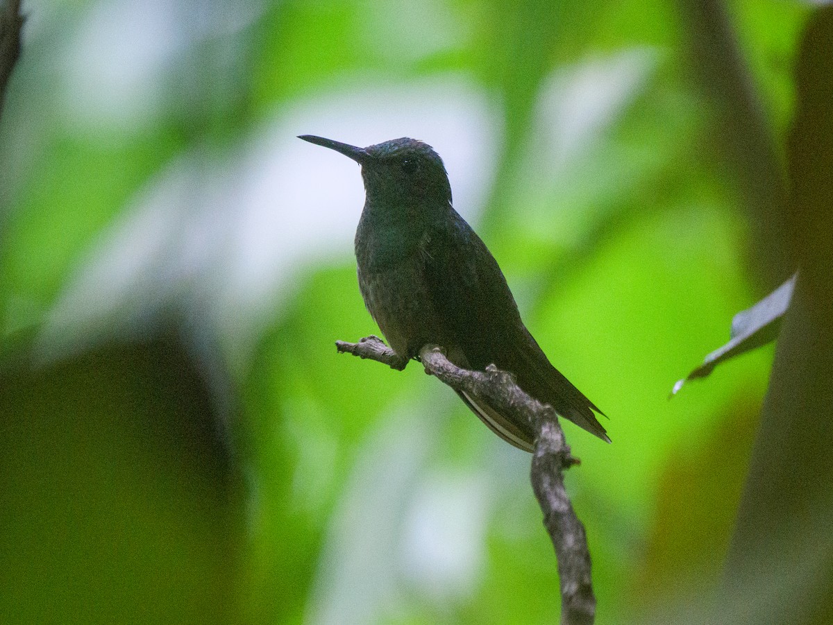 skjellbrystkolibri - ML646205616