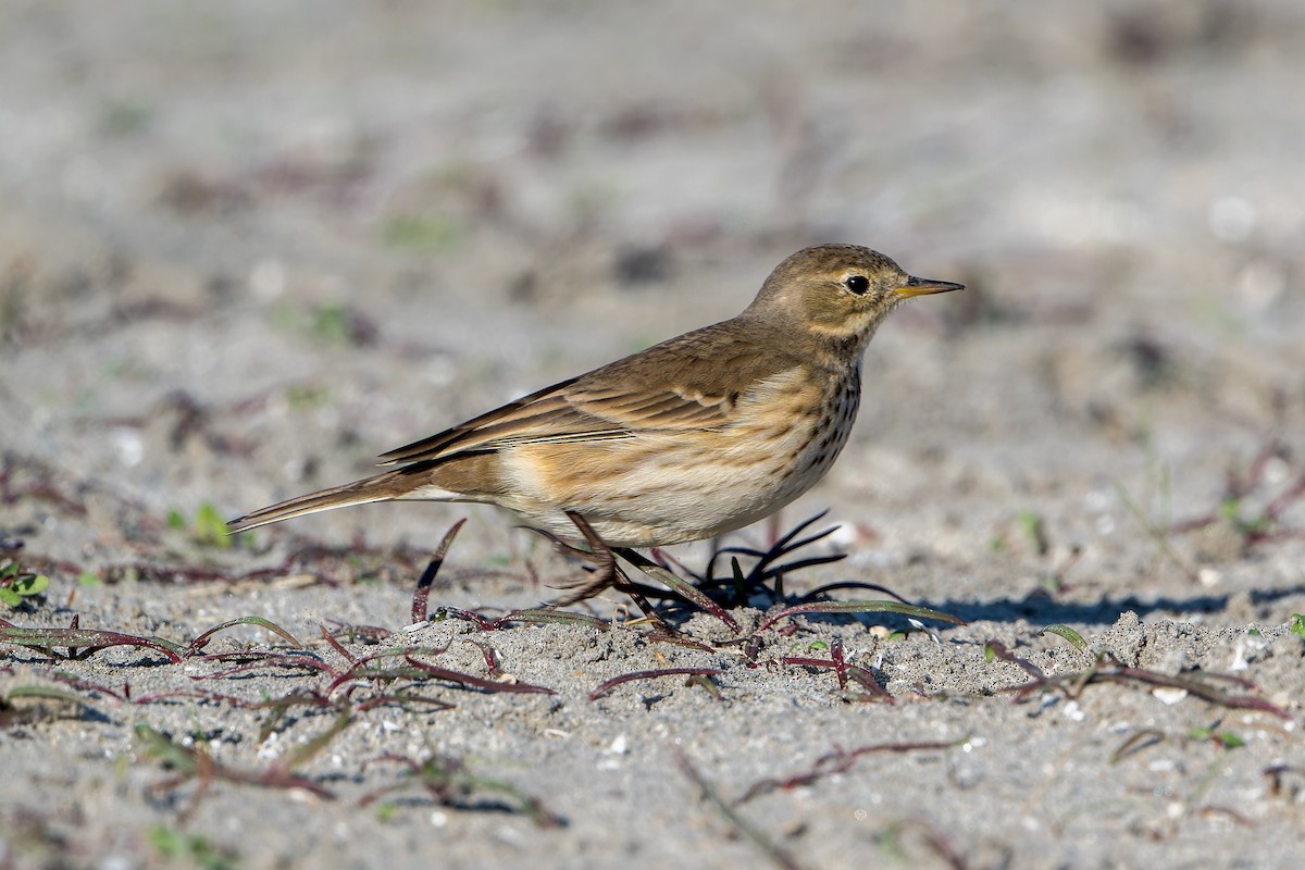 Щеврик американський - ML646205617