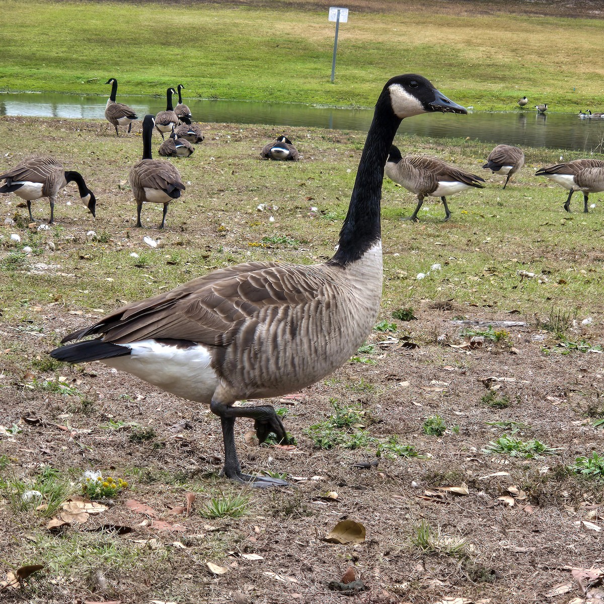 Canada Goose - ML646205619