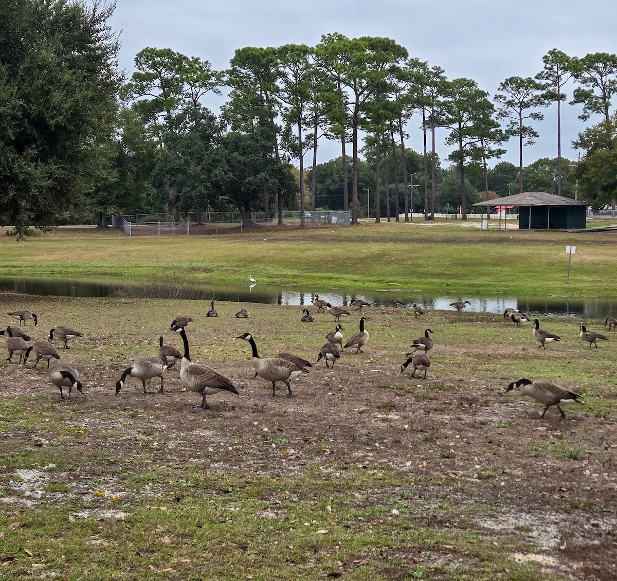 Canada Goose - ML646205620