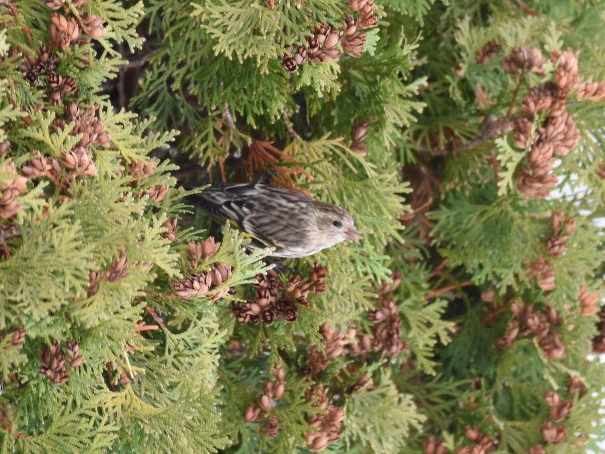 Чиж сосновий - ML646205621