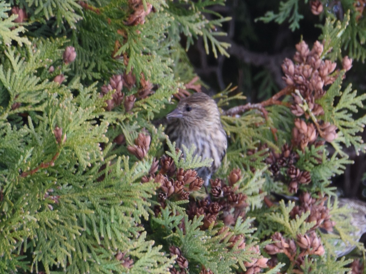 Чиж сосновий - ML646205622