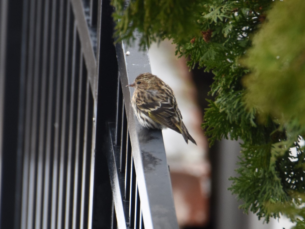 Чиж сосновий - ML646205623