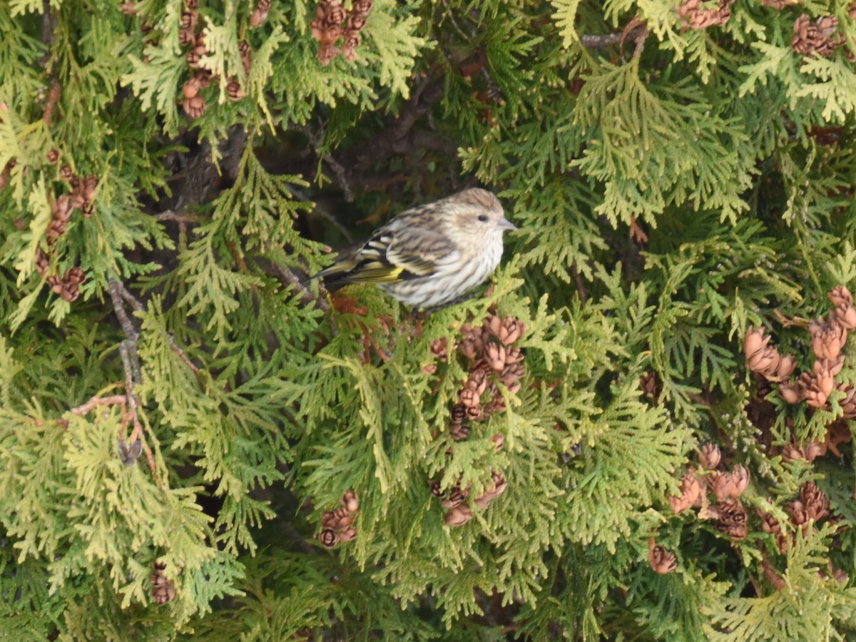 Чиж сосновий - ML646205624