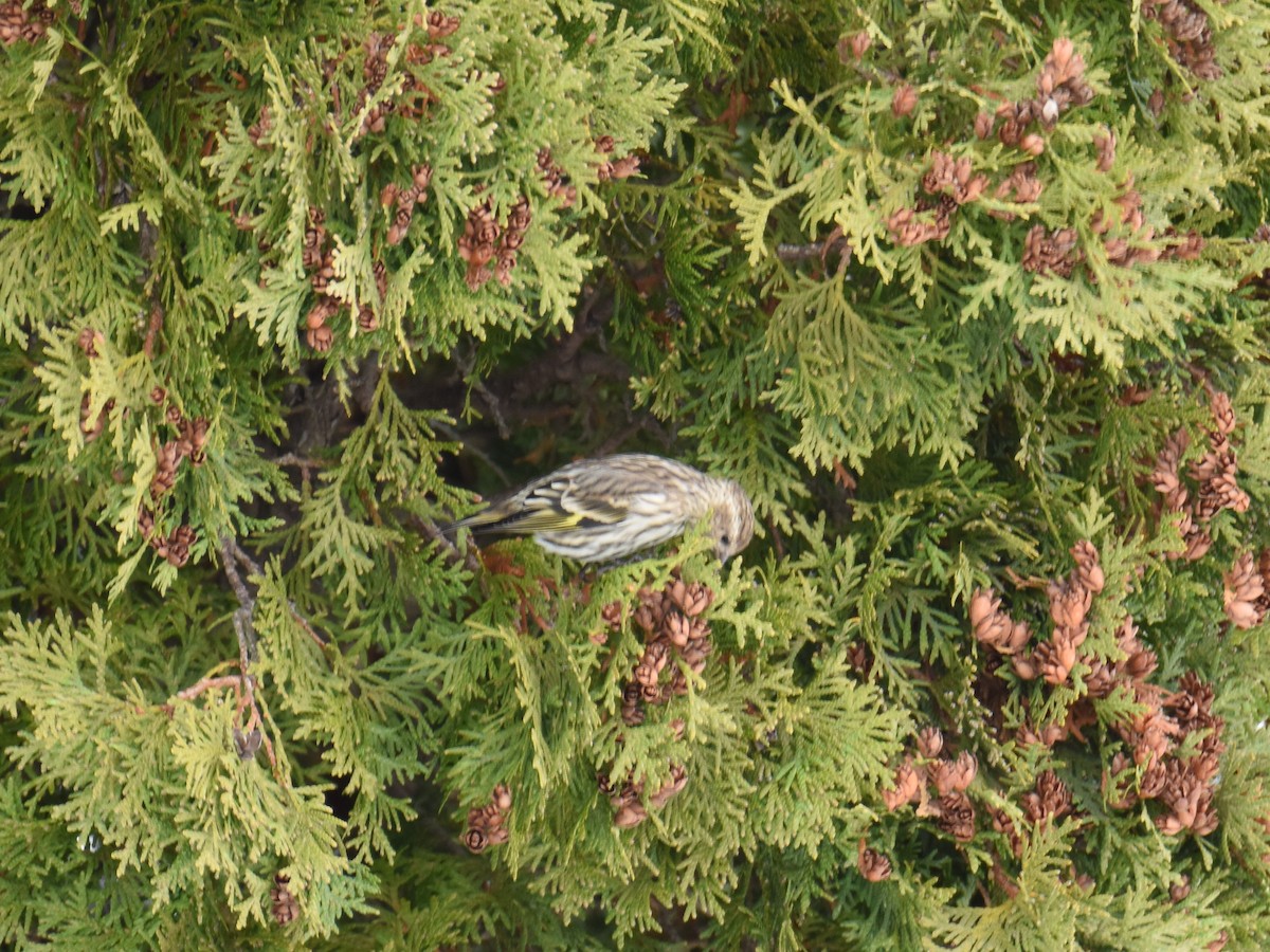 Чиж сосновий - ML646205625