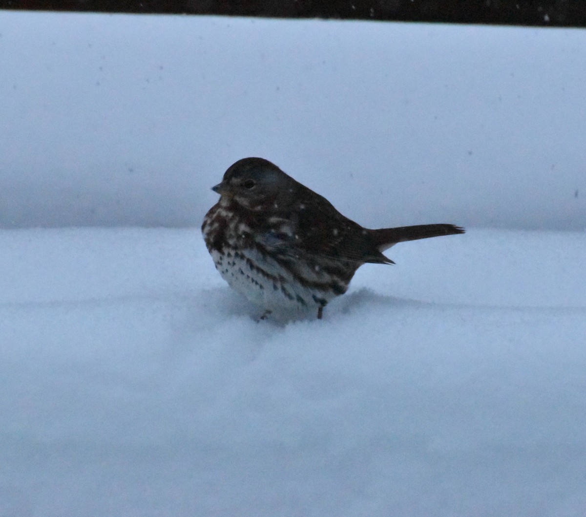 Пасовник рябогрудий - ML646205626