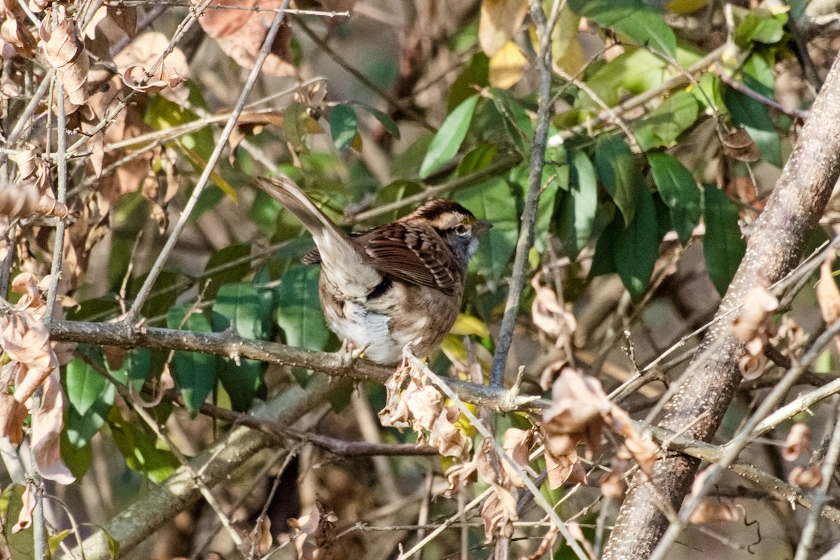 Бруант білогорлий - ML646205627