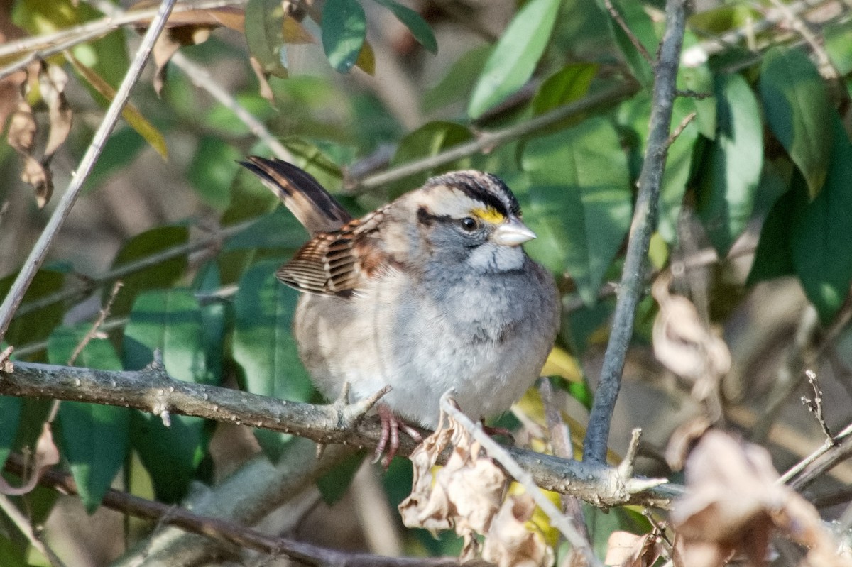 Бруант білогорлий - ML646205628
