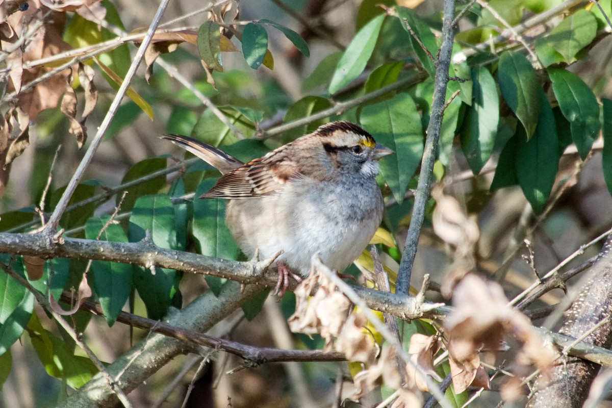 Бруант білогорлий - ML646205629