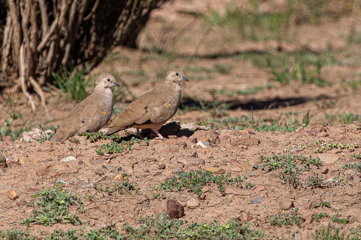 holoubek zlatoskvrnný - ML646205630