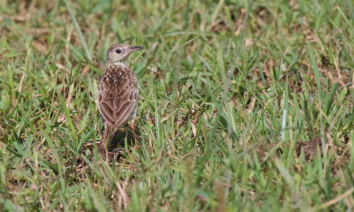 Щеврик пампасовий - ML646205631