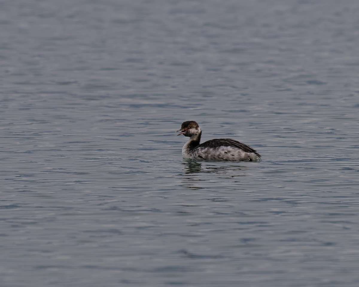 Horned Grebe - ML646205642