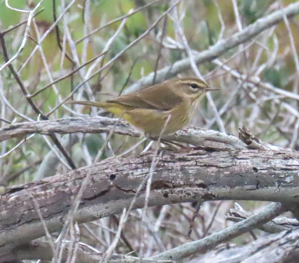 Palm Warbler - ML646205648