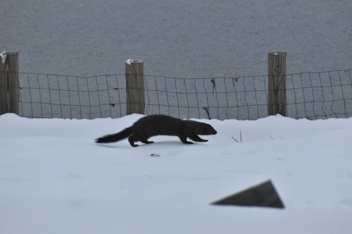 American Mink - ML646205654