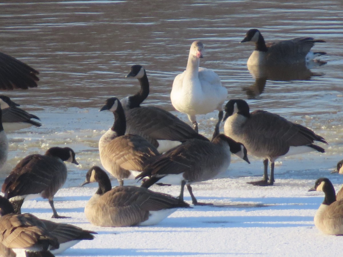 Cigno minore - ML646205655