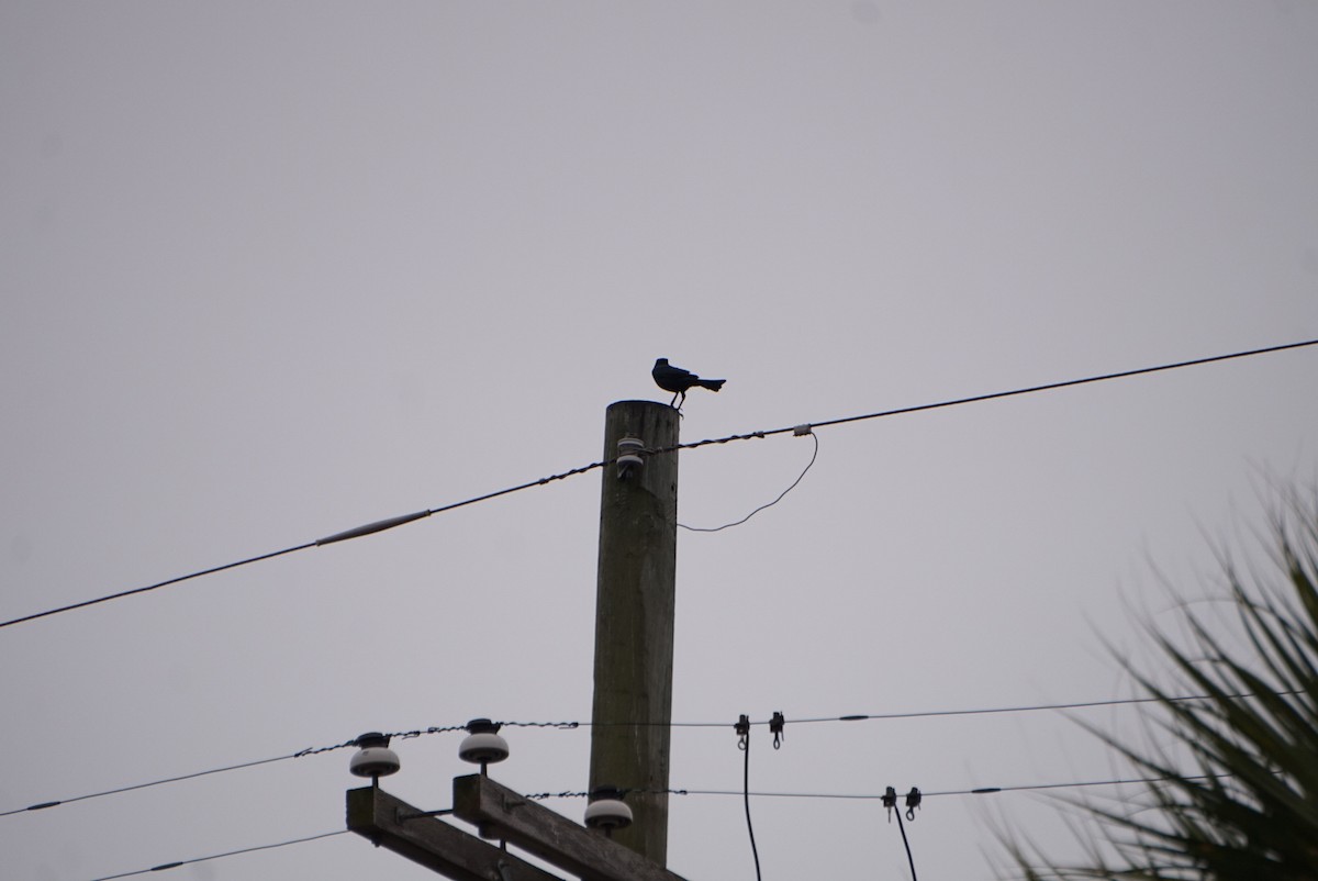 キタオナガクロムクドリモドキ - ML646205663