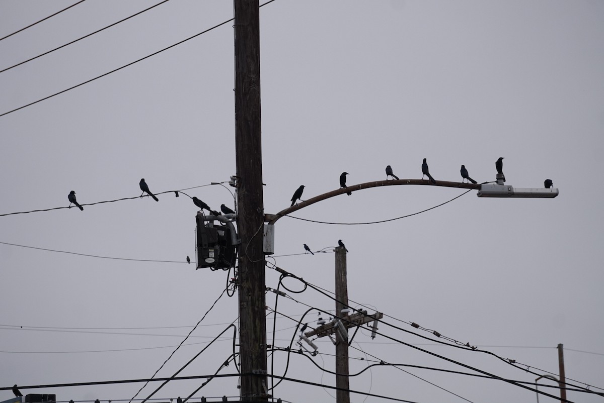 キタオナガクロムクドリモドキ - ML646205665