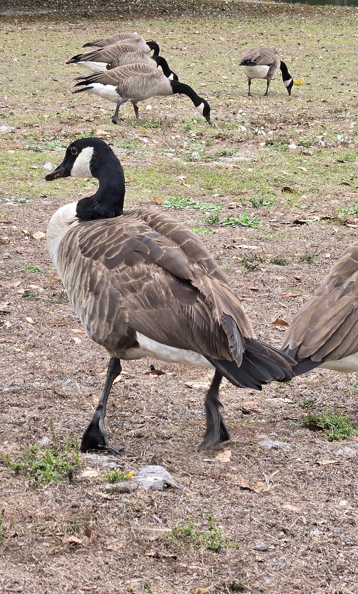 Canada Goose - ML646205672