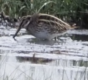 Agachadiza Chica - ML646205674