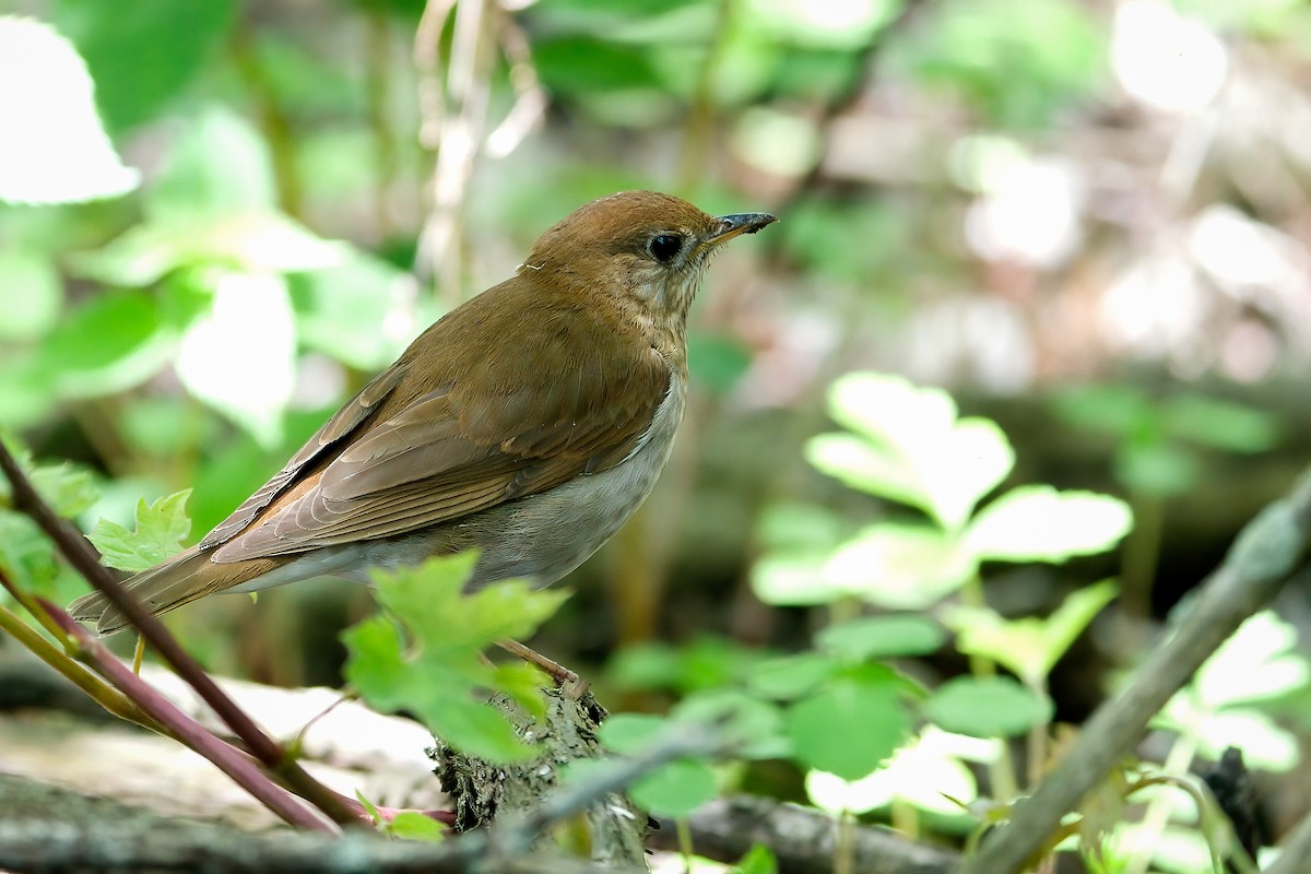 viriskogtrost - ML646205675