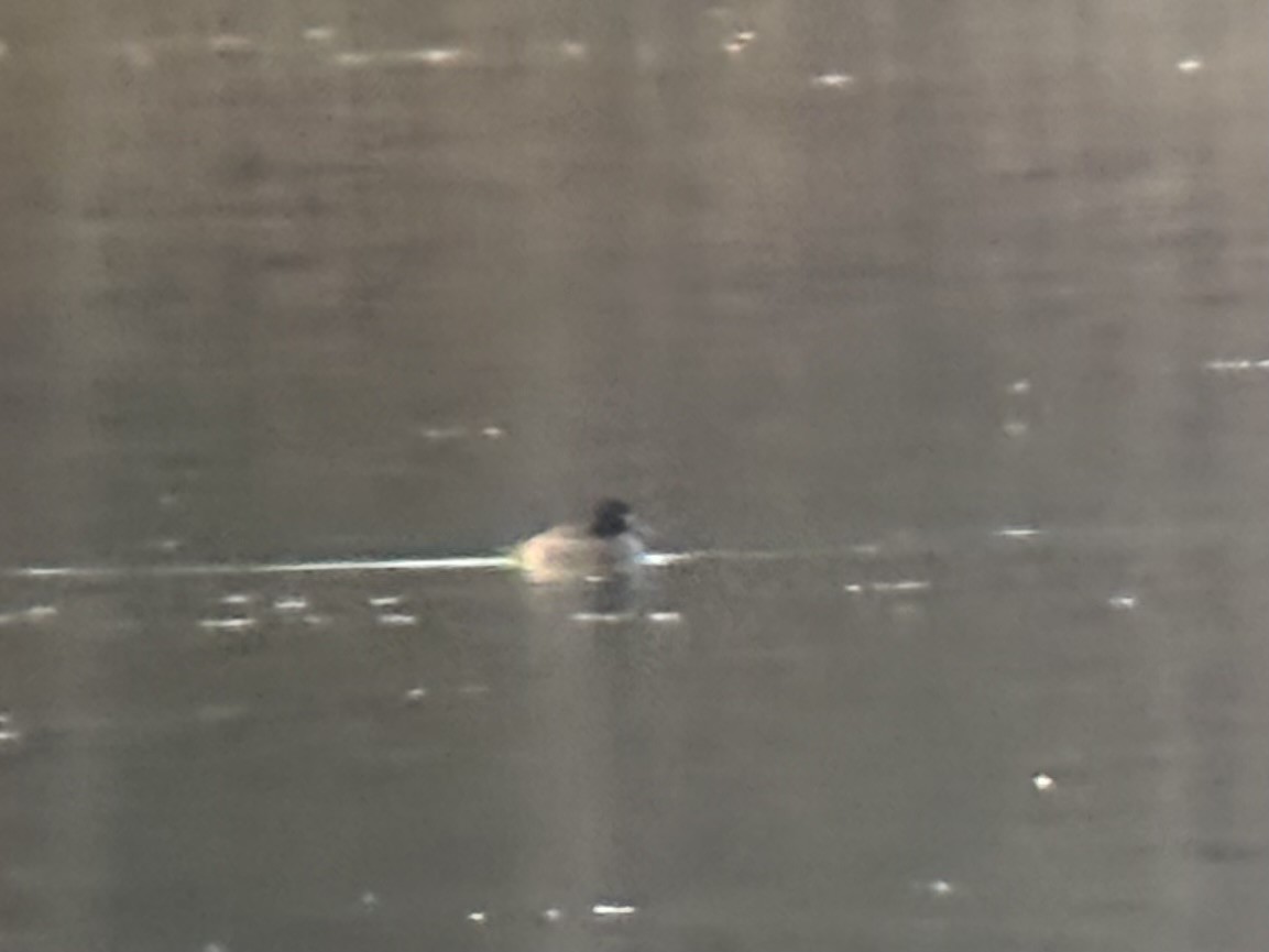 Lesser Scaup - ML646205695