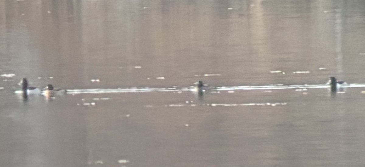 Lesser Scaup - ML646205696