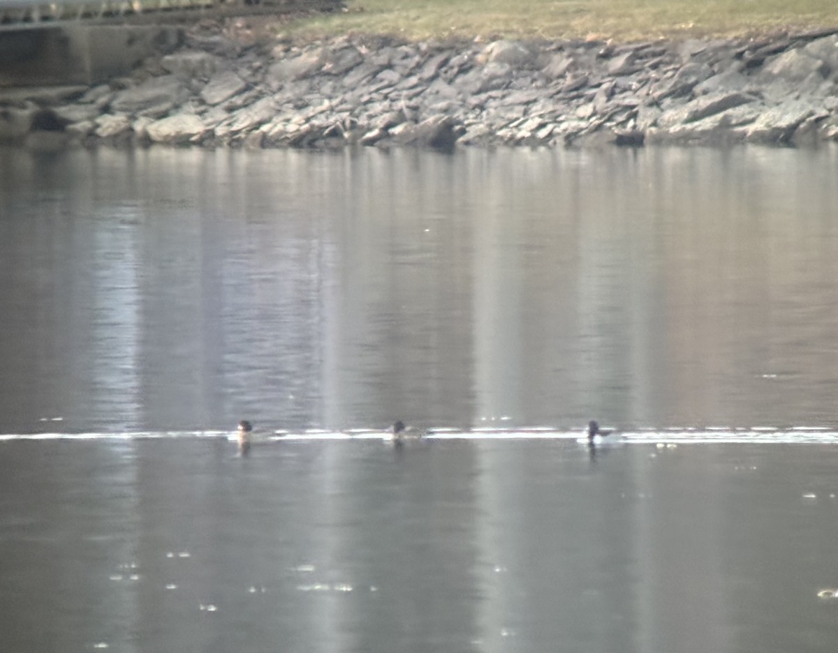 Lesser Scaup - ML646205697